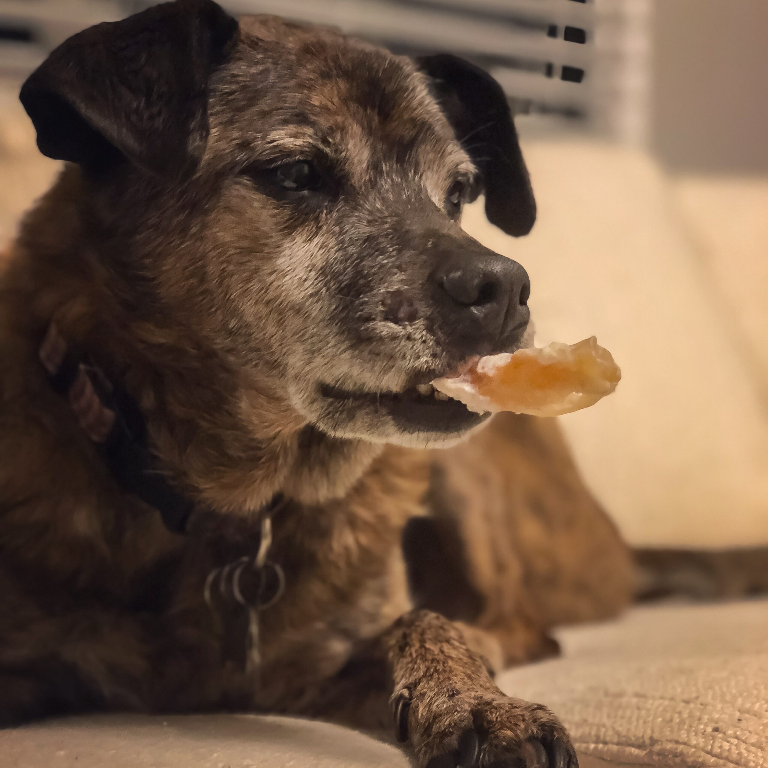 dog_dogchewie_cigar_mutsofinstagram_photography_pixelstud